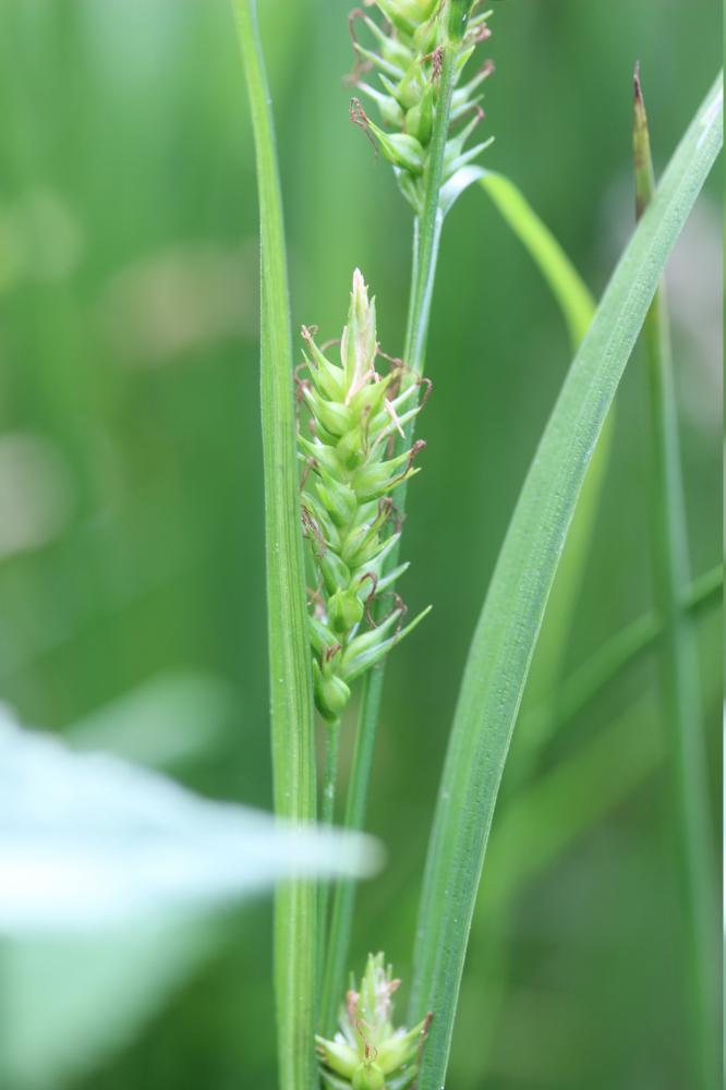 Laîche des bois Carex sylvatica Huds., 1762