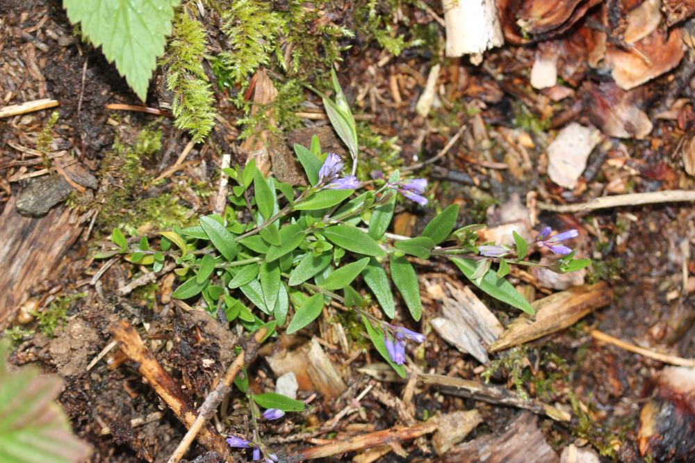 Polygale alpestre, Polygala alpestre Polygala alpestris Rchb., 1823