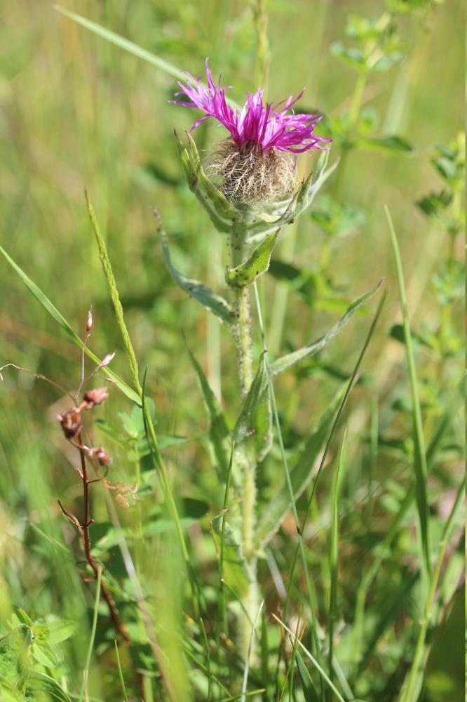 Centaurée de Ferdinand Centaurea nervosa Willd., 1809