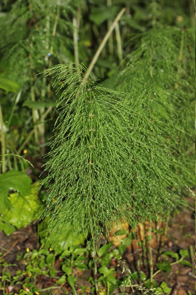 Prêle des bois Equisetum sylvaticum L., 1753