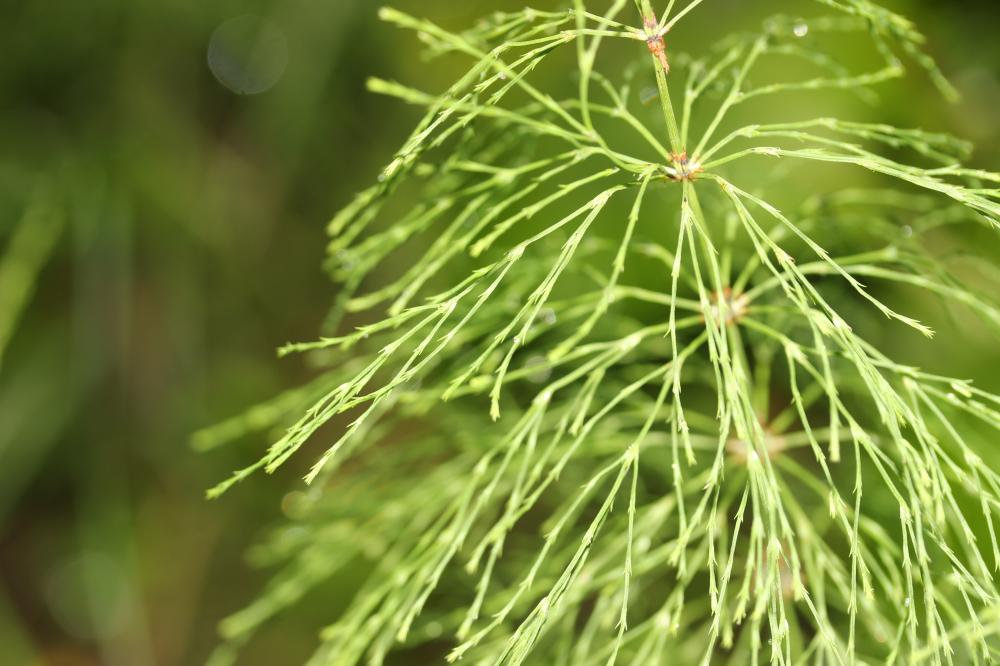Prêle des bois Equisetum sylvaticum L., 1753
