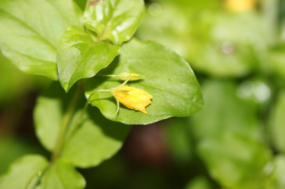 Lysimaque des bois, Mouron jaune Lysimachia nemorum L., 1753