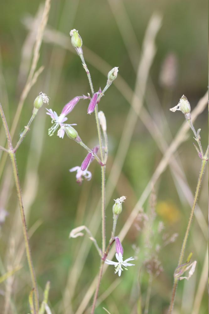 Silène nutans, Silène penché Silene nutans L., 1753