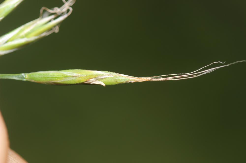 Fétuque géante Schedonorus giganteus (L.) Holub, 1998