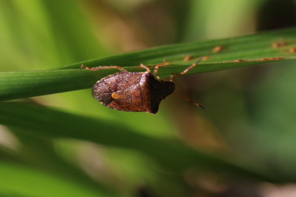 Peribalus strictus vernalis (Wolff, 1804)