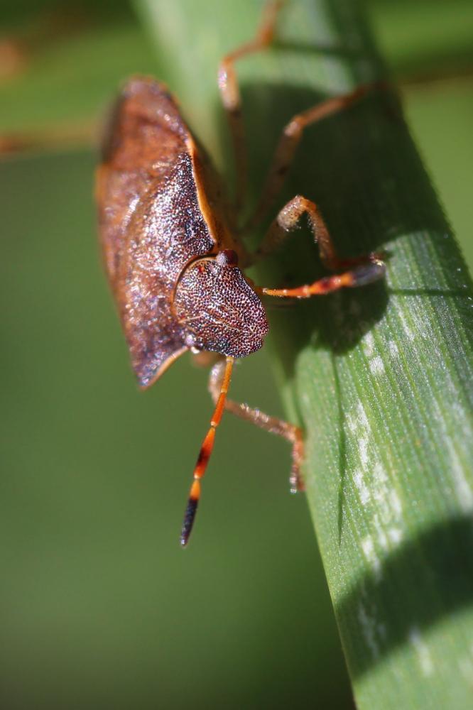 Peribalus strictus vernalis (Wolff, 1804)