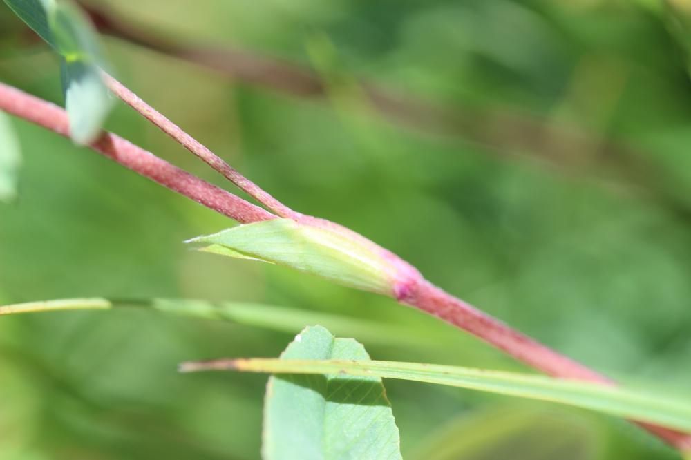 Trèfle brun Trifolium badium Schreb., 1804