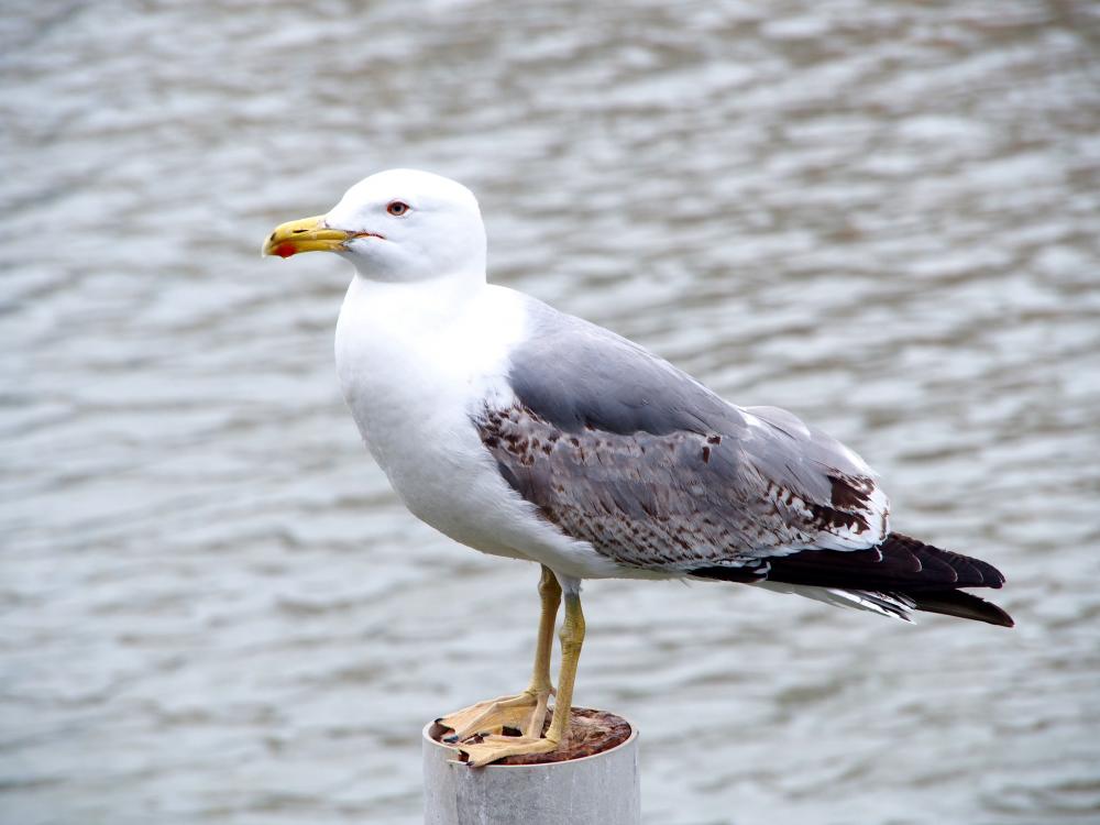 Le Goéland leucophée Larus michahellis Naumann, 1840