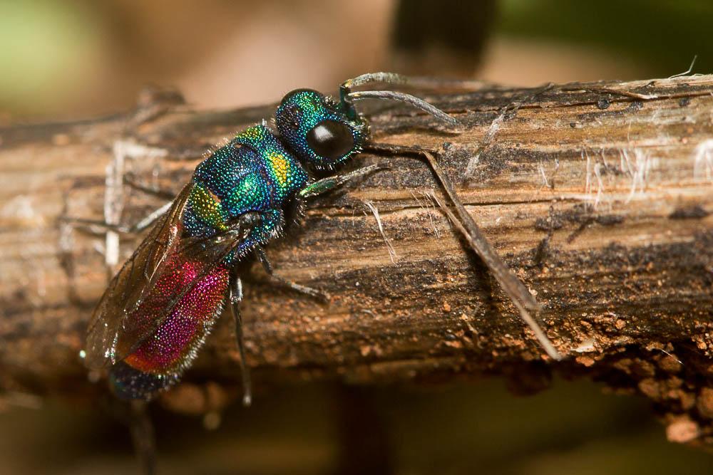 Chrysis rutilans Olivier, 1790