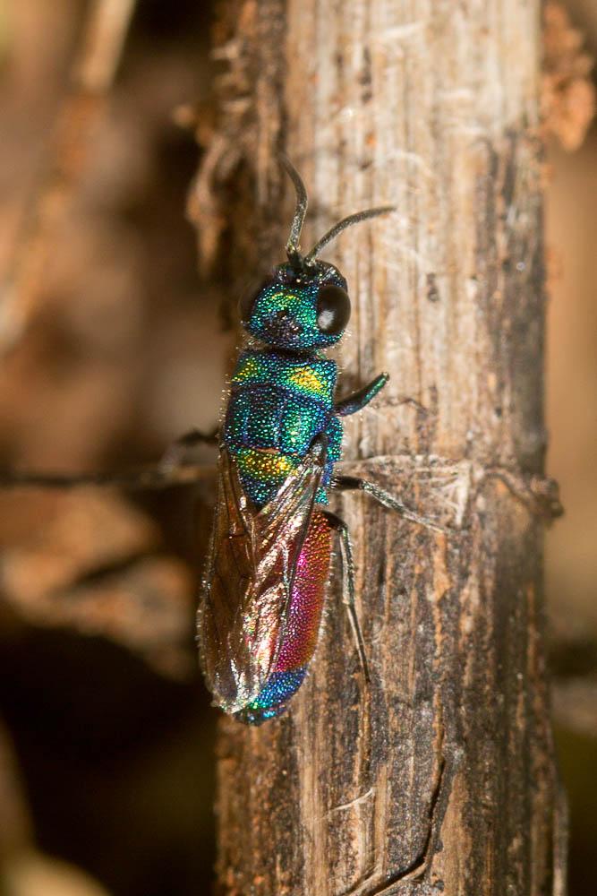 Chrysis rutilans Olivier, 1790