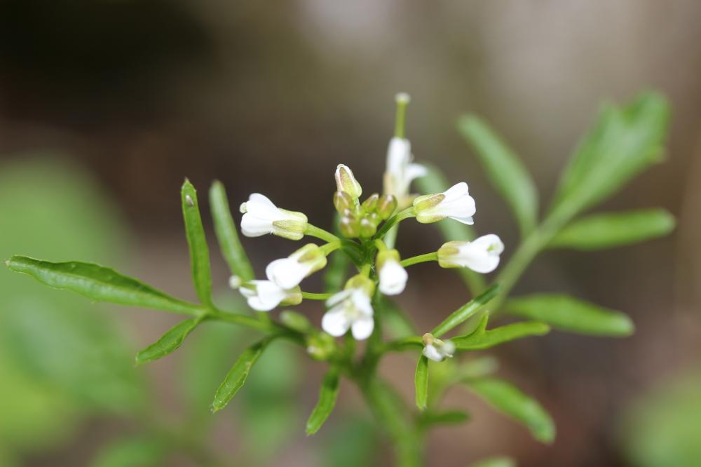 Cardamine flexueuse, Cardamine des bois Cardamine flexuosa With., 1796