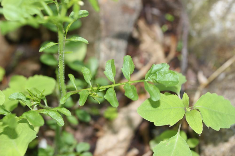 Cardamine flexueuse, Cardamine des bois Cardamine flexuosa With., 1796