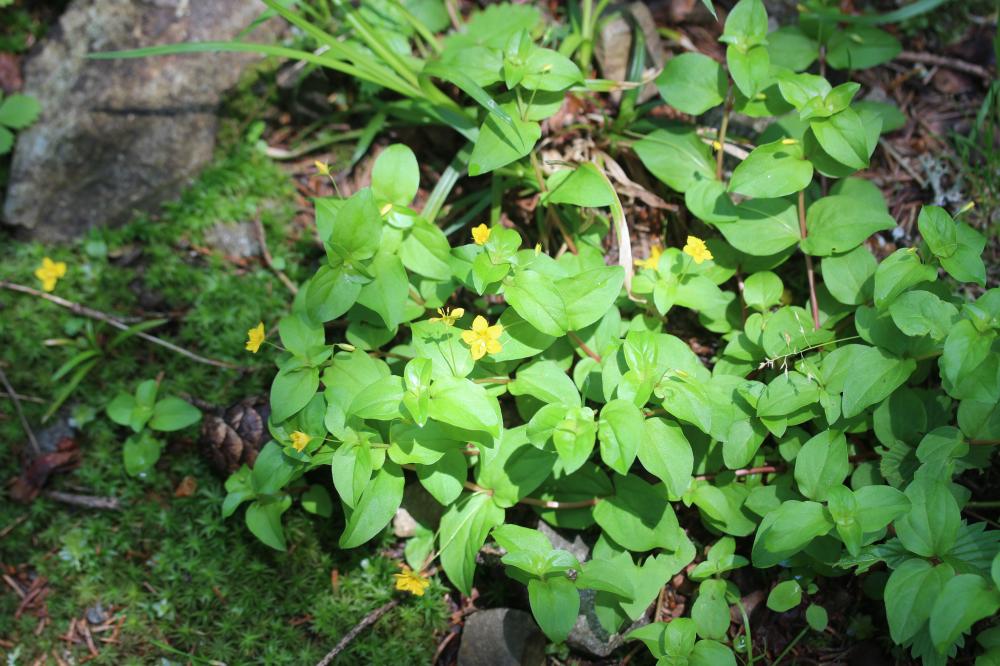 Lysimaque des bois, Mouron jaune Lysimachia nemorum L., 1753