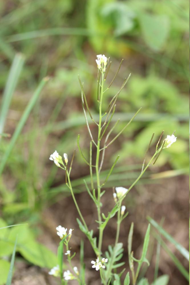 Cardamine flexueuse, Cardamine des bois Cardamine flexuosa With., 1796