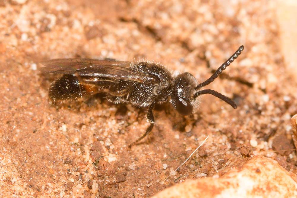  Sphecodes Latreille, 1804