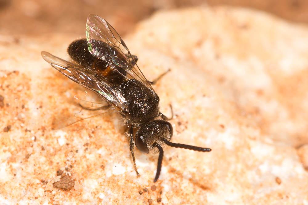 Sphecodes Latreille, 1804