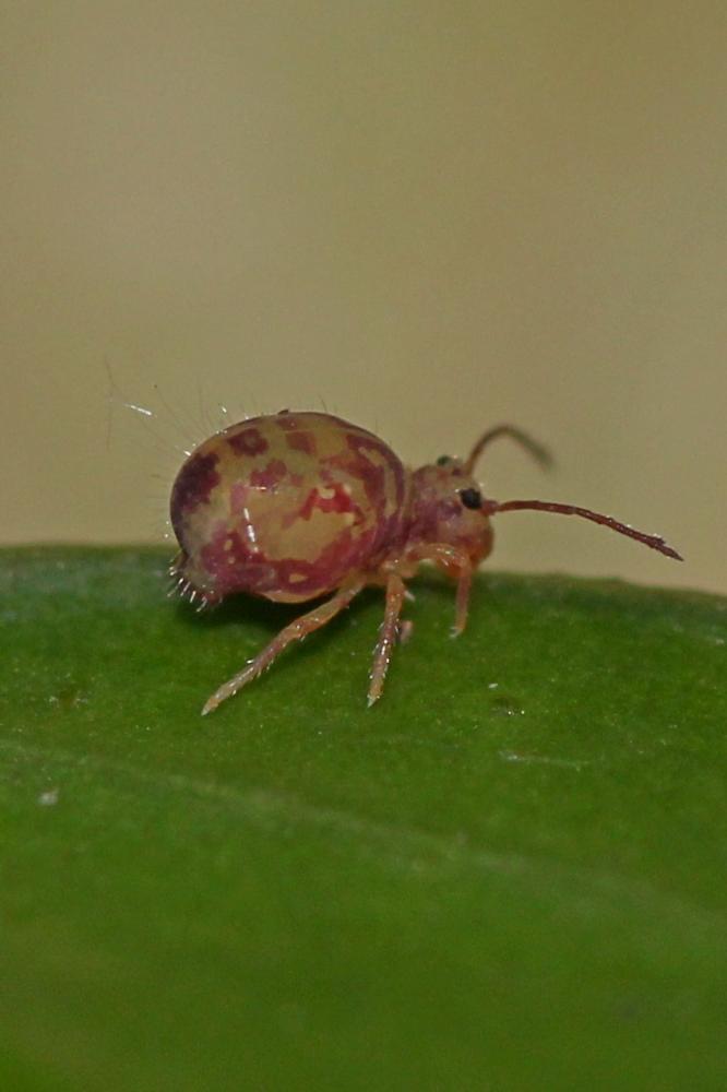 Dicyrtomina ornata (Nicolet, 1842)