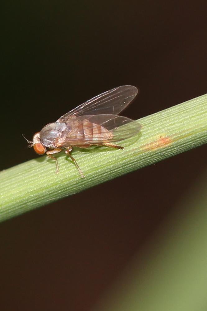 Protoclythia rufa (Meigen, 1830)