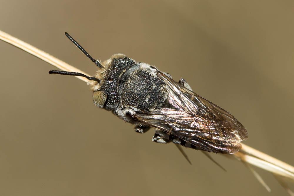  Coelioxys acanthura (Illiger, 1806)