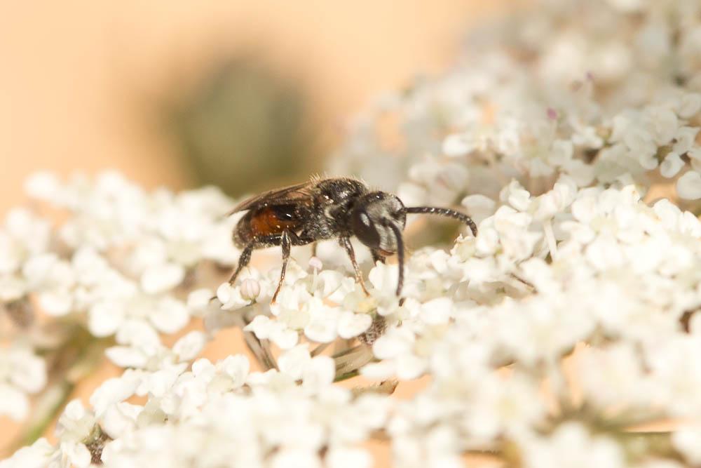  Sphecodes geoffrellus (Kirby, 1802)