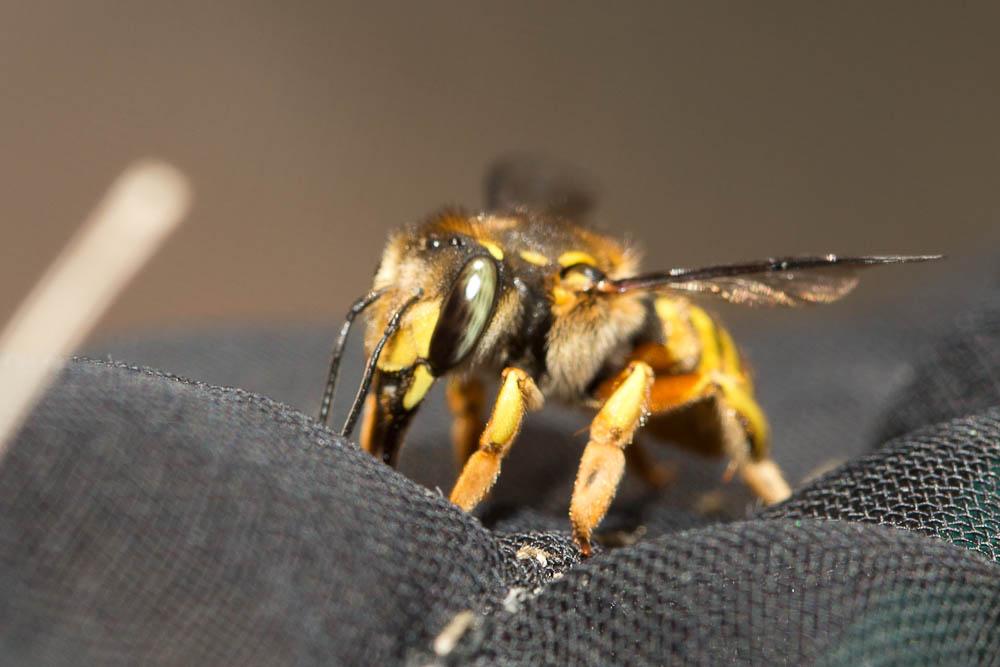 Abeille cotonnière, Anthidie cotonnière Anthidium manicatum (Linnaeus, 1758)