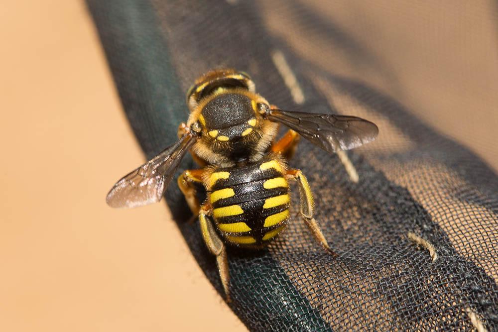 Abeille cotonnière, Anthidie cotonnière Anthidium manicatum (Linnaeus, 1758)