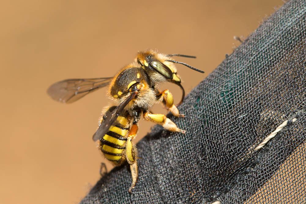 Abeille cotonnière, Anthidie cotonnière Anthidium manicatum (Linnaeus, 1758)