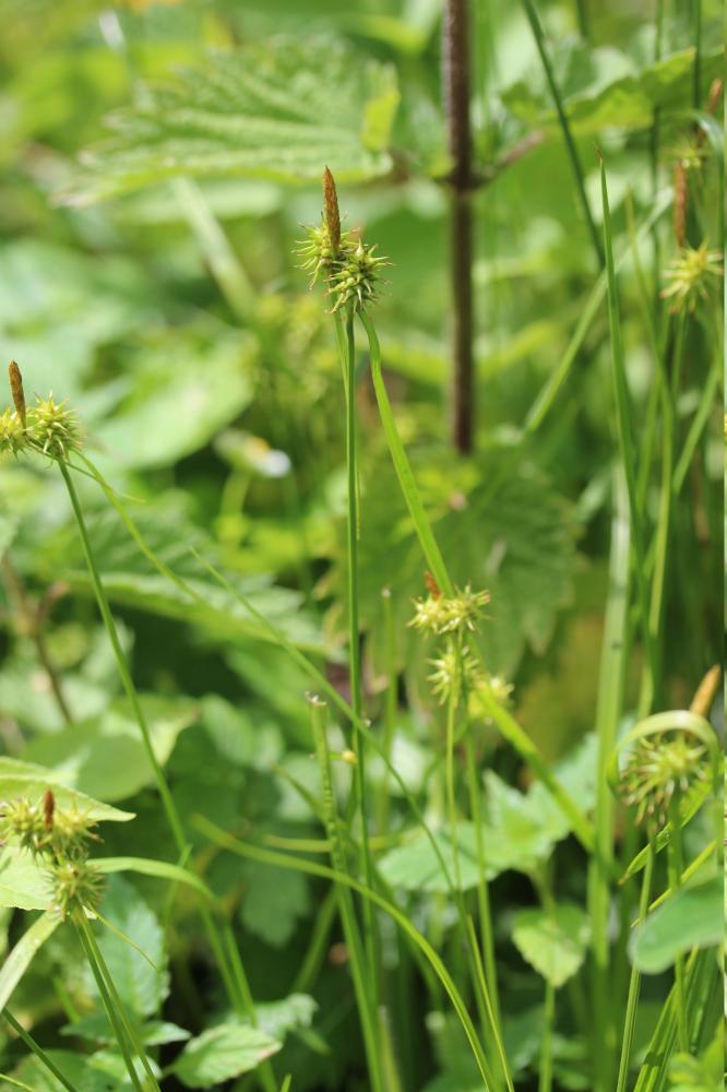 Laîche tardive, Carex tardif Carex viridula Michx., 1803