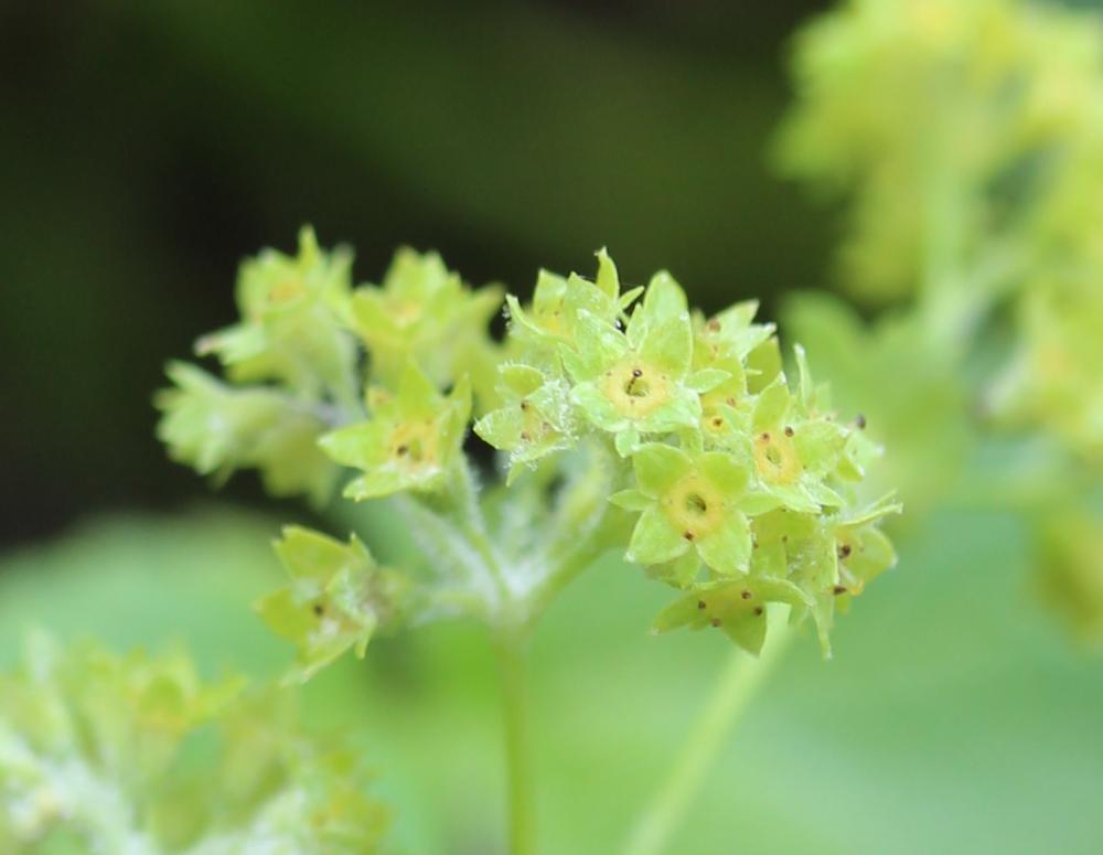 Alchémille glabre Alchemilla glabra Neygenf., 1821