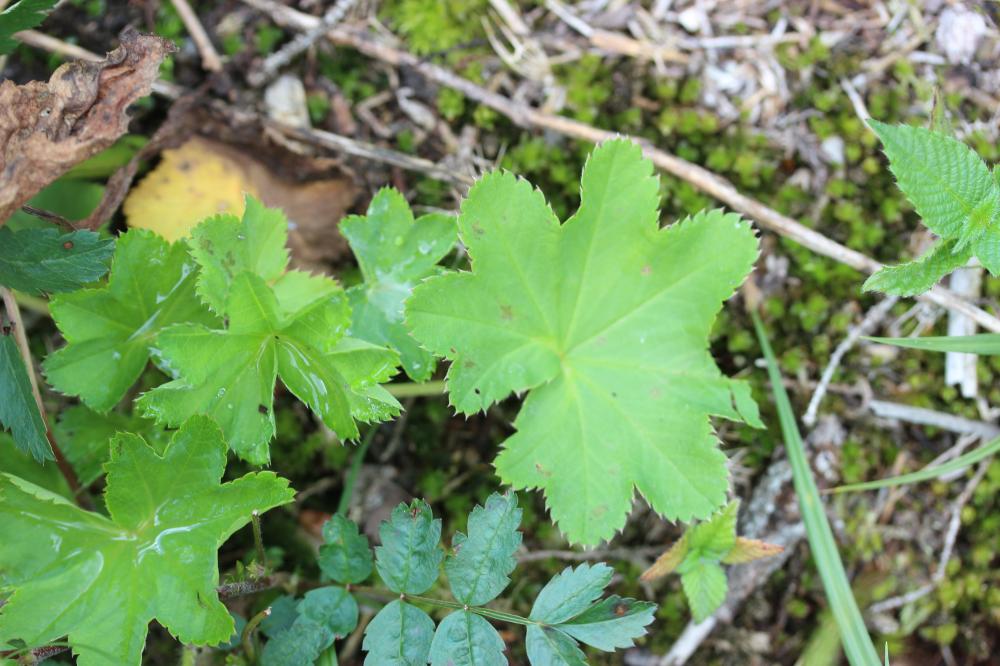 Alchémille glabre Alchemilla glabra Neygenf., 1821