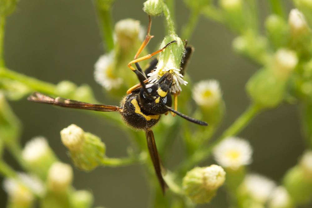 Eumenes coronatus (Panzer, 1799)