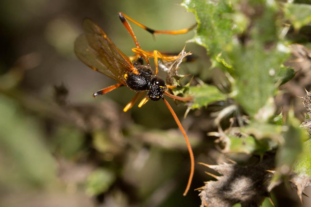 Therion circumflexum (Linnaeus, 1758)