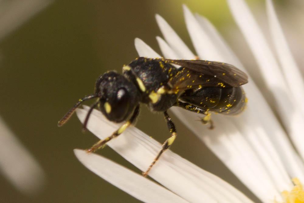 Hylaeus Fabricius, 1793