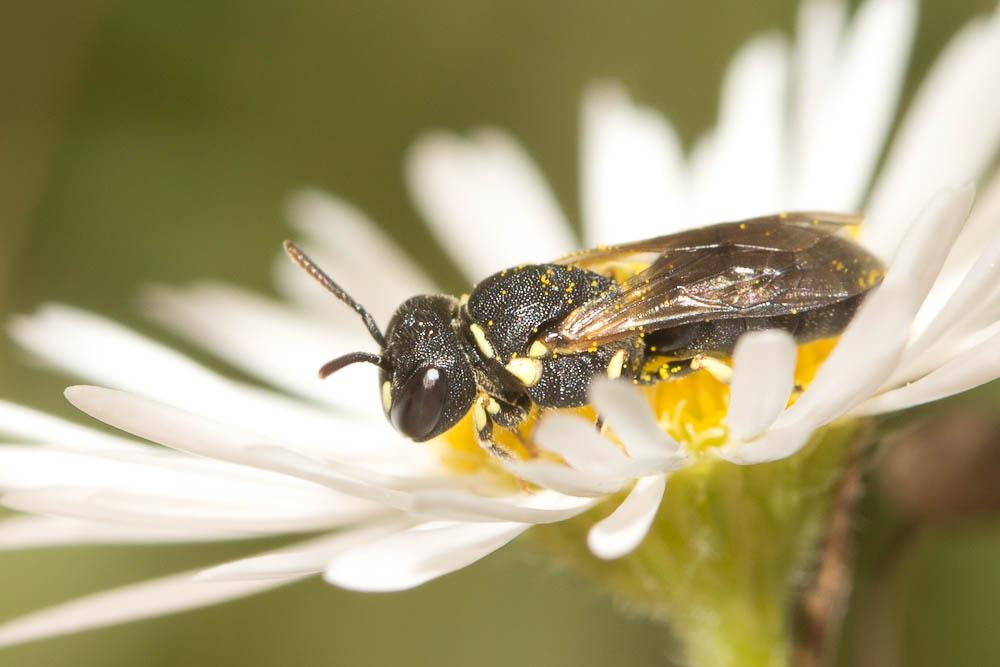 Hylaeus Fabricius, 1793