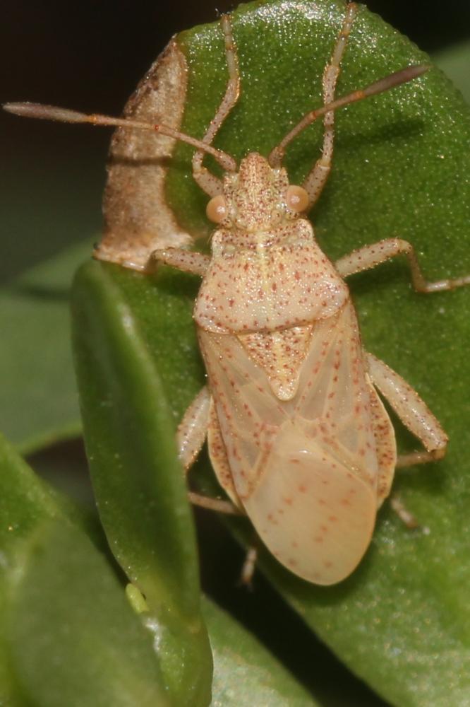 Stictopleurus Stål, 1872