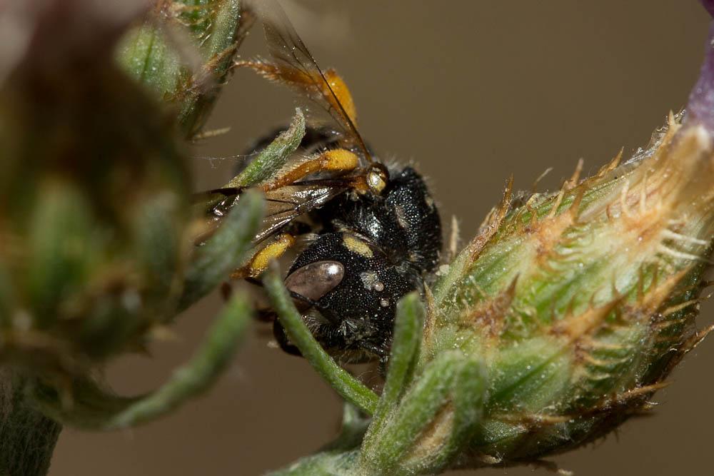  Pseudoanthidium nanum (Mocsáry, 1881)