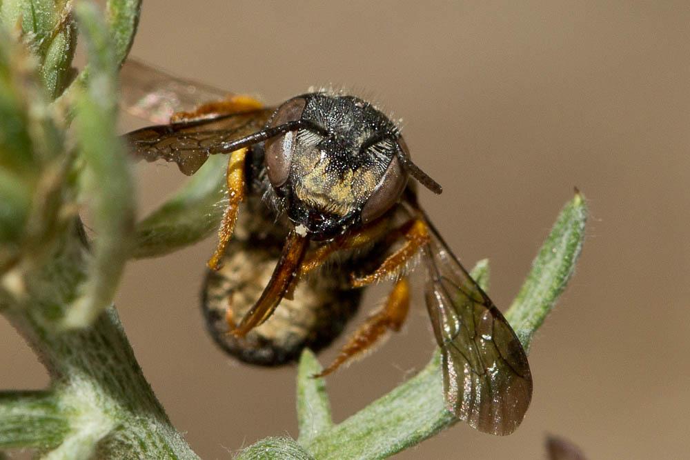 Pseudoanthidium nanum (Mocsáry, 1881)