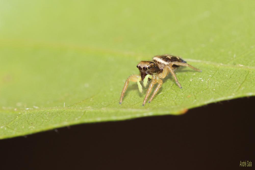 Heliophanus tribulosus Simon, 1868