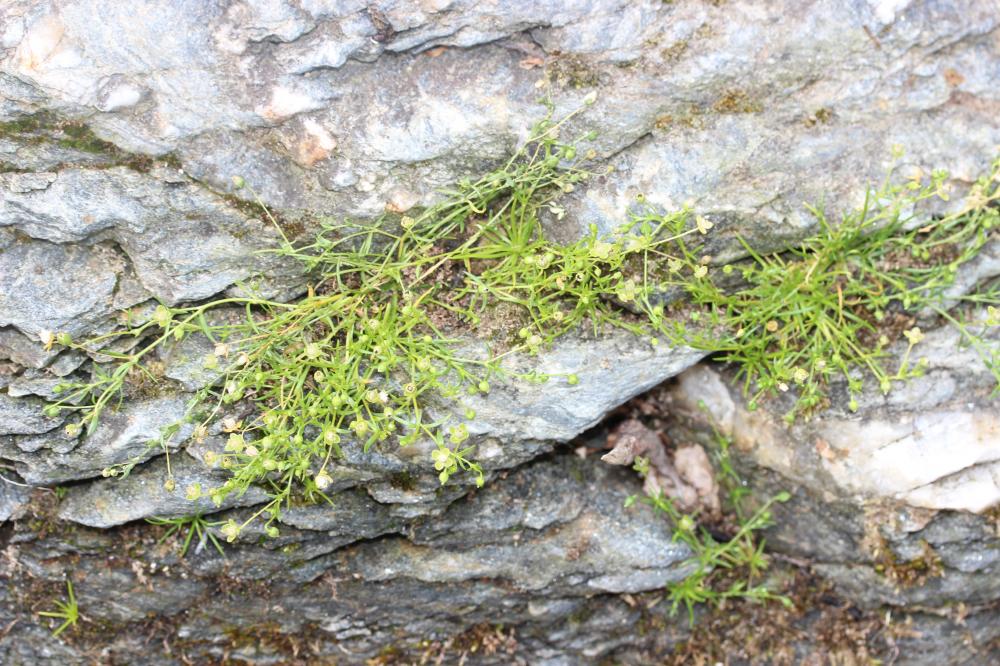 Sagine couchée Sagina procumbens L., 1753
