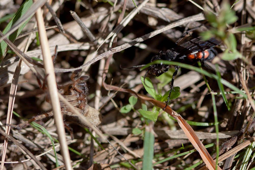 Anoplius viaticus (Linnaeus, 1758)