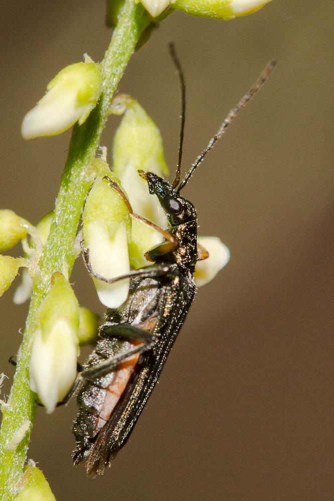  Oedemera flavipes (Fabricius, 1792)