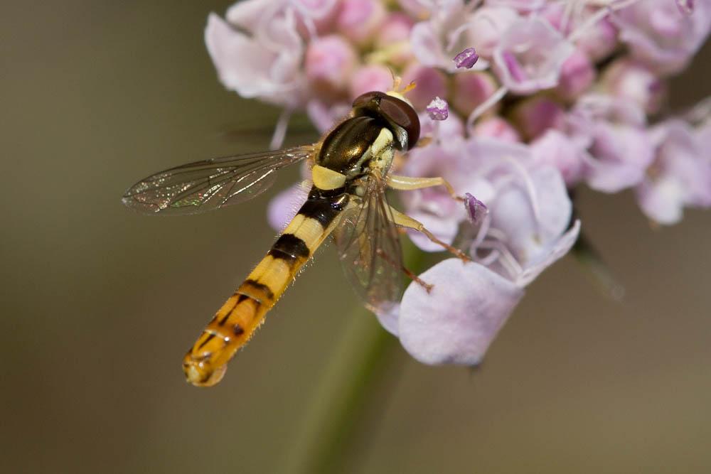 Sphaerophoria scripta (Linnaeus, 1758)