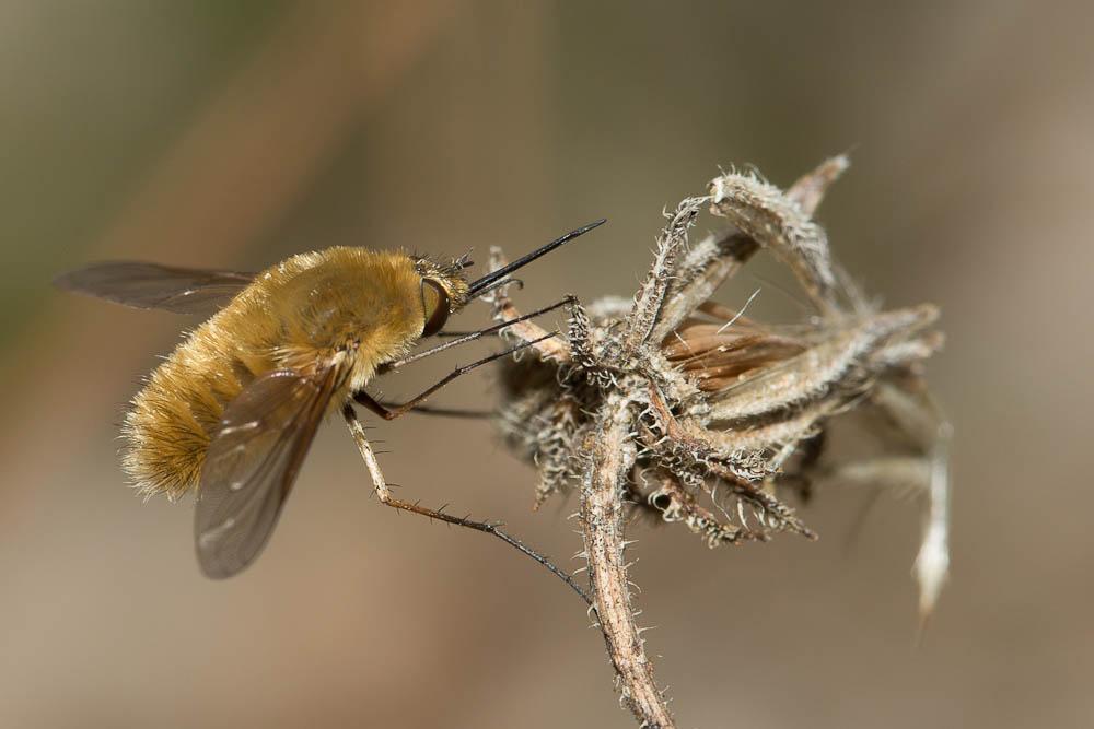 Systoechus ctenopterus (Mikan, 1787)