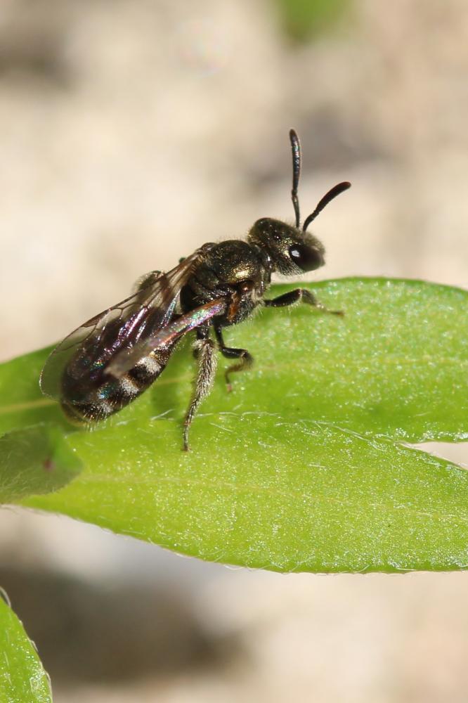  Halictidae Thomson, 1869