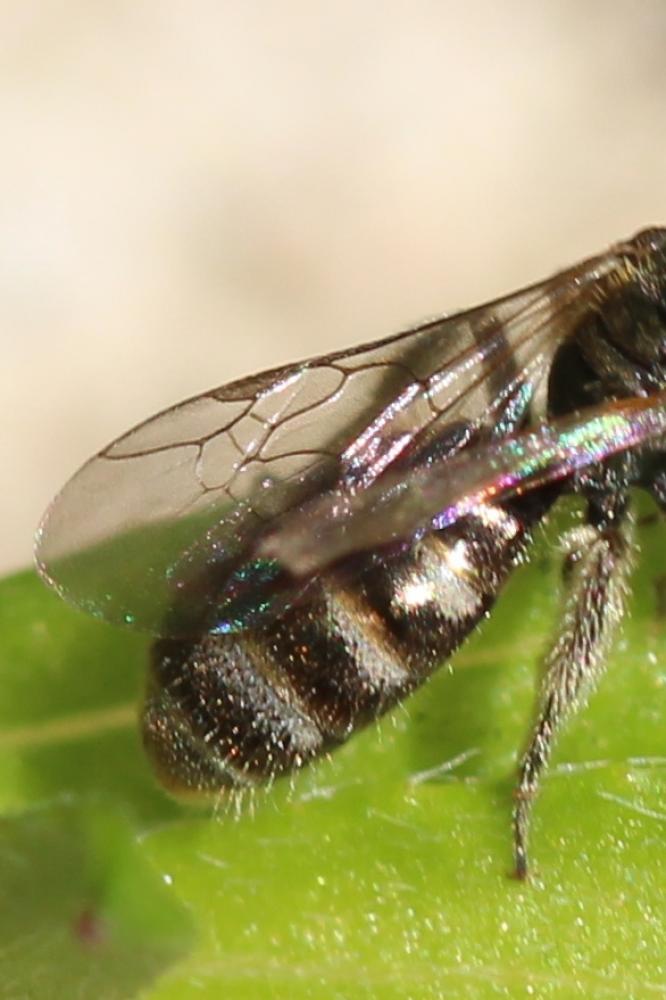 Halictidae Thomson, 1869