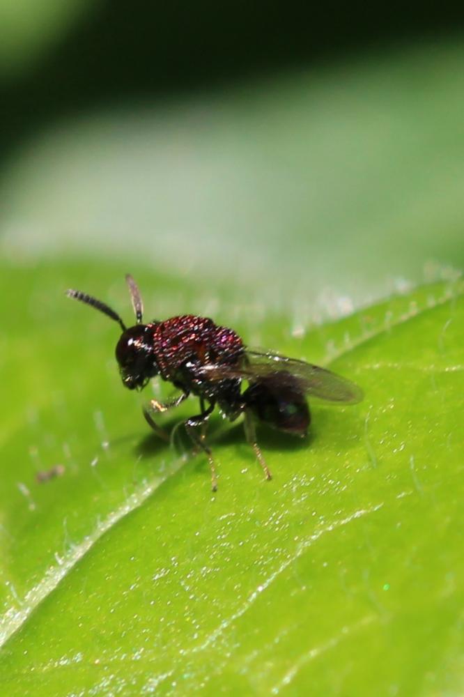 Perilampidae Förster, 1856