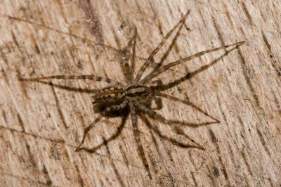  Tegenaria silvestris L. Koch, 1872