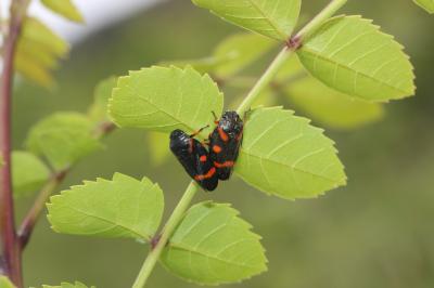  Cercopis intermedia Kirschbaum, 1868