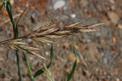 Brome lancéolé Bromus lanceolatus Roth, 1797