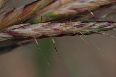 Brome lancéolé Bromus lanceolatus Roth, 1797